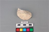 藏品(貝殼)的圖片