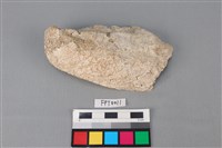 藏品(貝殼)的圖片