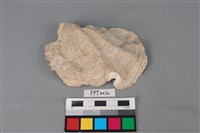 藏品(貝殼)的圖片