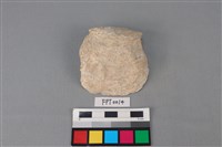 藏品(貝殼)的圖片