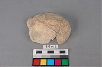 藏品(貝殼)的圖片