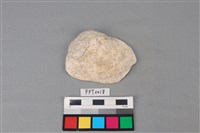 藏品(貝殼)的圖片