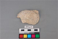 藏品(貝殼)的圖片