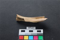 藏品(鹿骨)的圖片