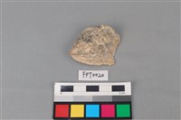 藏品(貝殼)的圖片