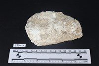 藏品(貝殼)的圖片