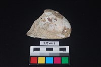 藏品(貝殼)的圖片