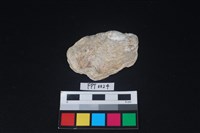 藏品(貝殼)的圖片