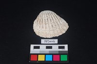 藏品(貝殼)的圖片