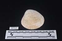 藏品(貝殼)的圖片