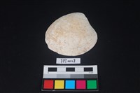 藏品(貝殼)的圖片