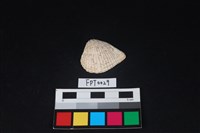 藏品(貝殼)的圖片