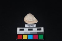 藏品(貝殼)的圖片