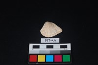 藏品(貝殼)的圖片