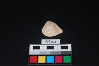 藏品(貝殼)的圖片