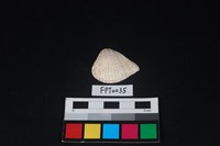 藏品(貝殼)的圖片