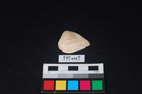 藏品(貝殼)的圖片