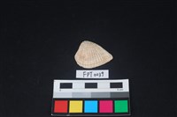 藏品(貝殼)的圖片