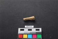 藏品(鹿骨)的圖片