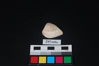 藏品(貝殼)的圖片