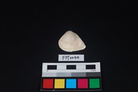 藏品(貝殼)的圖片