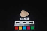 藏品(貝殼)的圖片