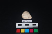 藏品(貝殼)的圖片