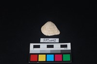 藏品(貝殼)的圖片