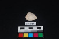 藏品(貝殼)的圖片