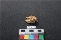 藏品(鹿骨)的圖片