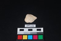 藏品(貝殼)的圖片