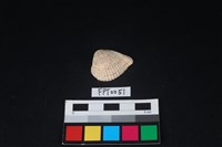 藏品(貝殼)的圖片