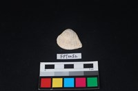 藏品(貝殼)的圖片