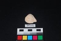 藏品(貝殼)的圖片