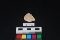 藏品(貝殼)的圖片