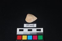 藏品(貝殼)的圖片