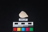 藏品(貝殼)的圖片