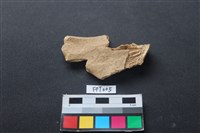 藏品(鹿骨)的圖片