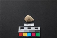 藏品(貝殼)的圖片