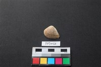 藏品(貝殼)的圖片