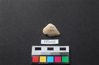 藏品(貝殼)的圖片