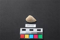 藏品(貝殼)的圖片