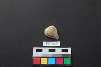 藏品(貝殼)的圖片