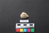 藏品(貝殼)的圖片