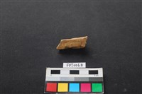 藏品(哺乳類動物骨)的圖片