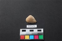 藏品(貝殼)的圖片