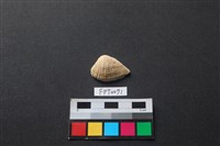 藏品(貝殼)的圖片