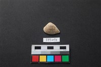藏品(貝殼)的圖片