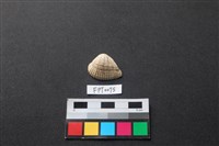 藏品(貝殼)的圖片