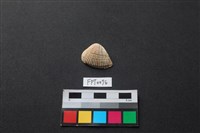 藏品(貝殼)的圖片